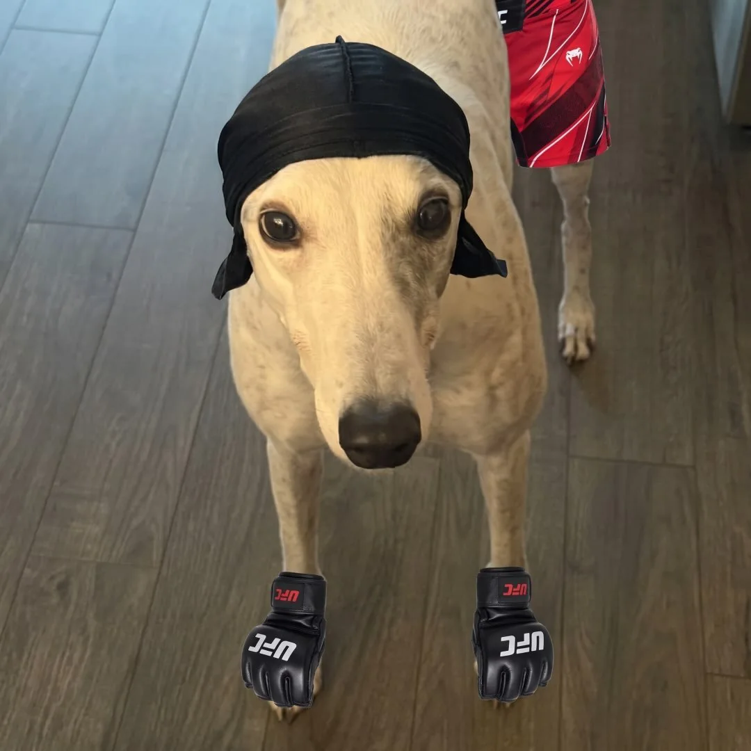 Candy the Greyhound official account avatar: a light-colored greyhound with a backward cap and boxing gloves