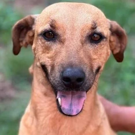 Caramelinho official account avatar: a caramel-colored dog looking toward the camera