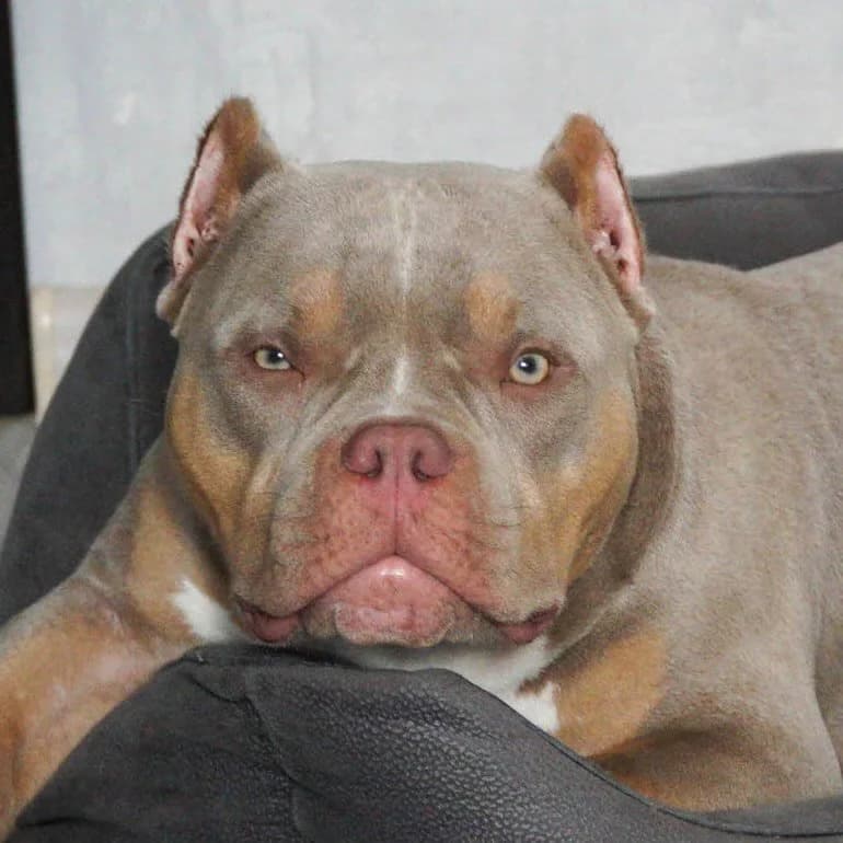 American Bully Malysh official account avatar: an American bully dog lying on a dark cushion